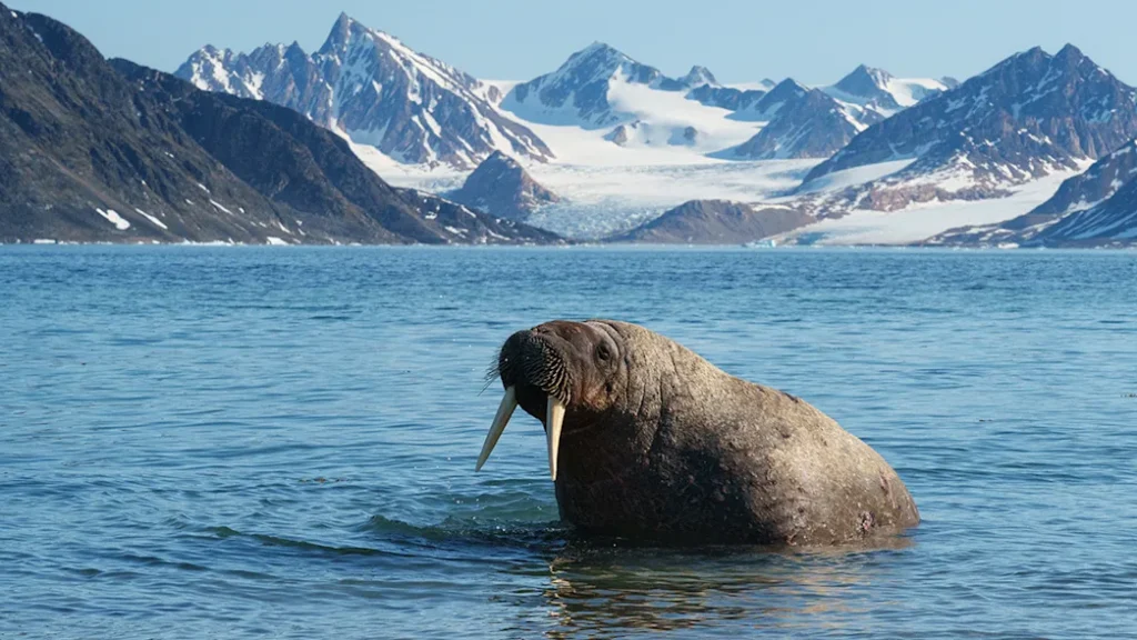 20230705_Svalbard_Smeerenburg_YuriChoufour-02714_Yuri_Choufour_1200x675px.jpg