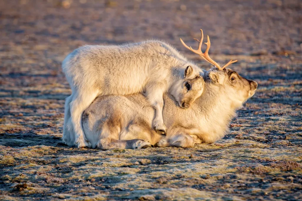 Wildlife_Svalbard_HGR_156621_Photo_Shutterstock.jpg