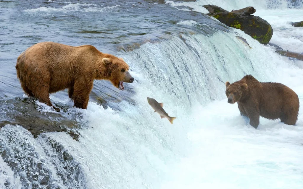 brown-grizzly-bears-alaska-hgr-130767--photo_shutterstock.49d0b427e377