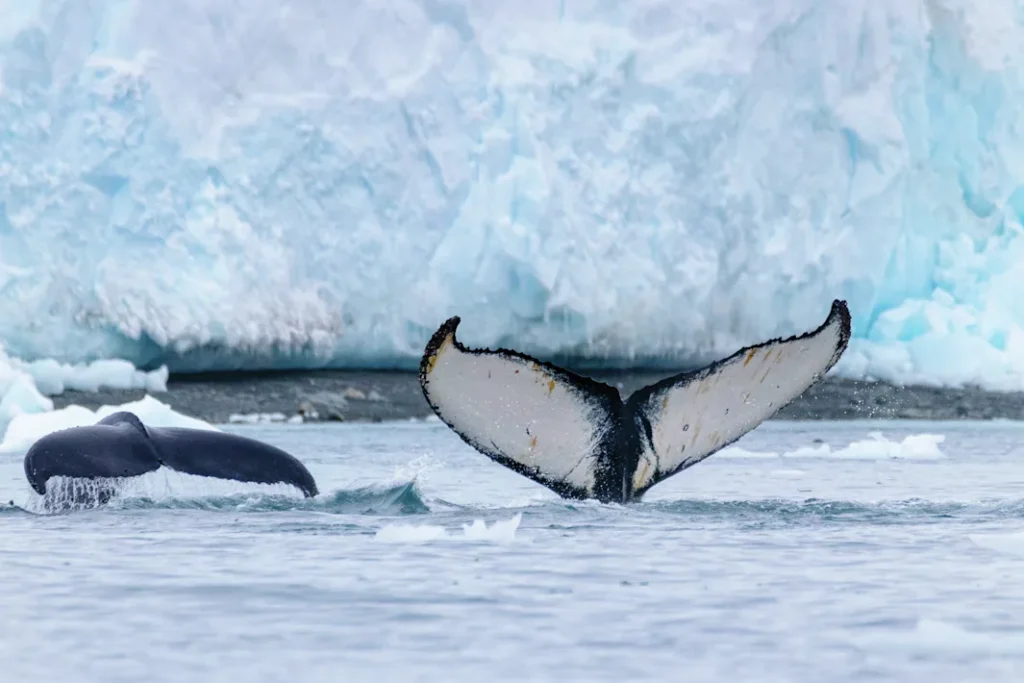Whales_Paradise_Bay_Antarctica_HGR_134389_1920_Photo_Genna_Roland